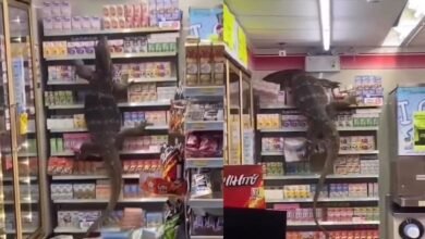 Giant animal entered the shop